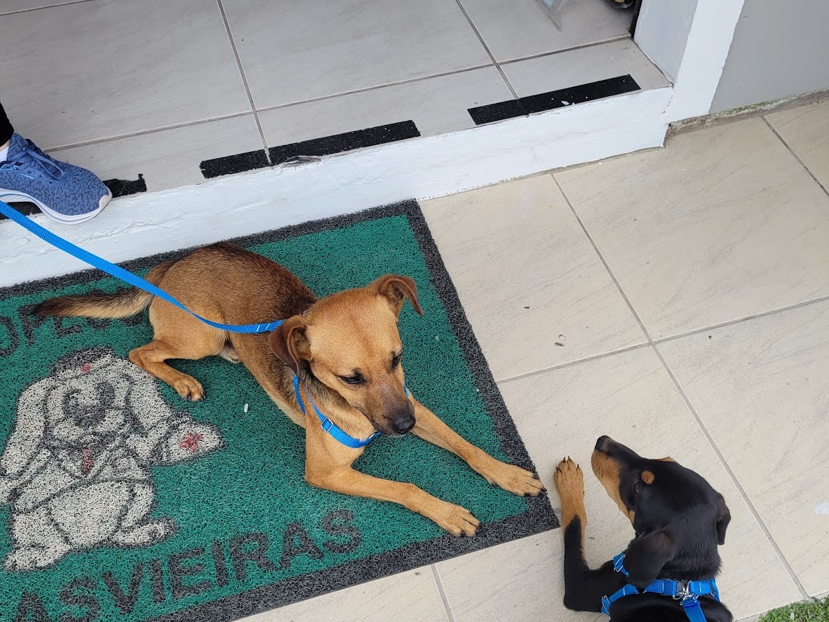 Agropecuária e Pet Shop Canasvieiras em Florianópolis — foto 2