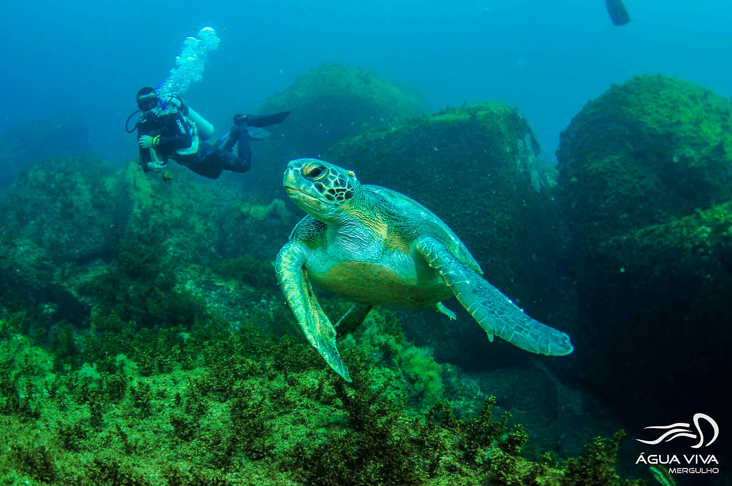 Água Viva Mergulho - Padi 5 Star IDC Dive Resort em Florianópolis — foto 4