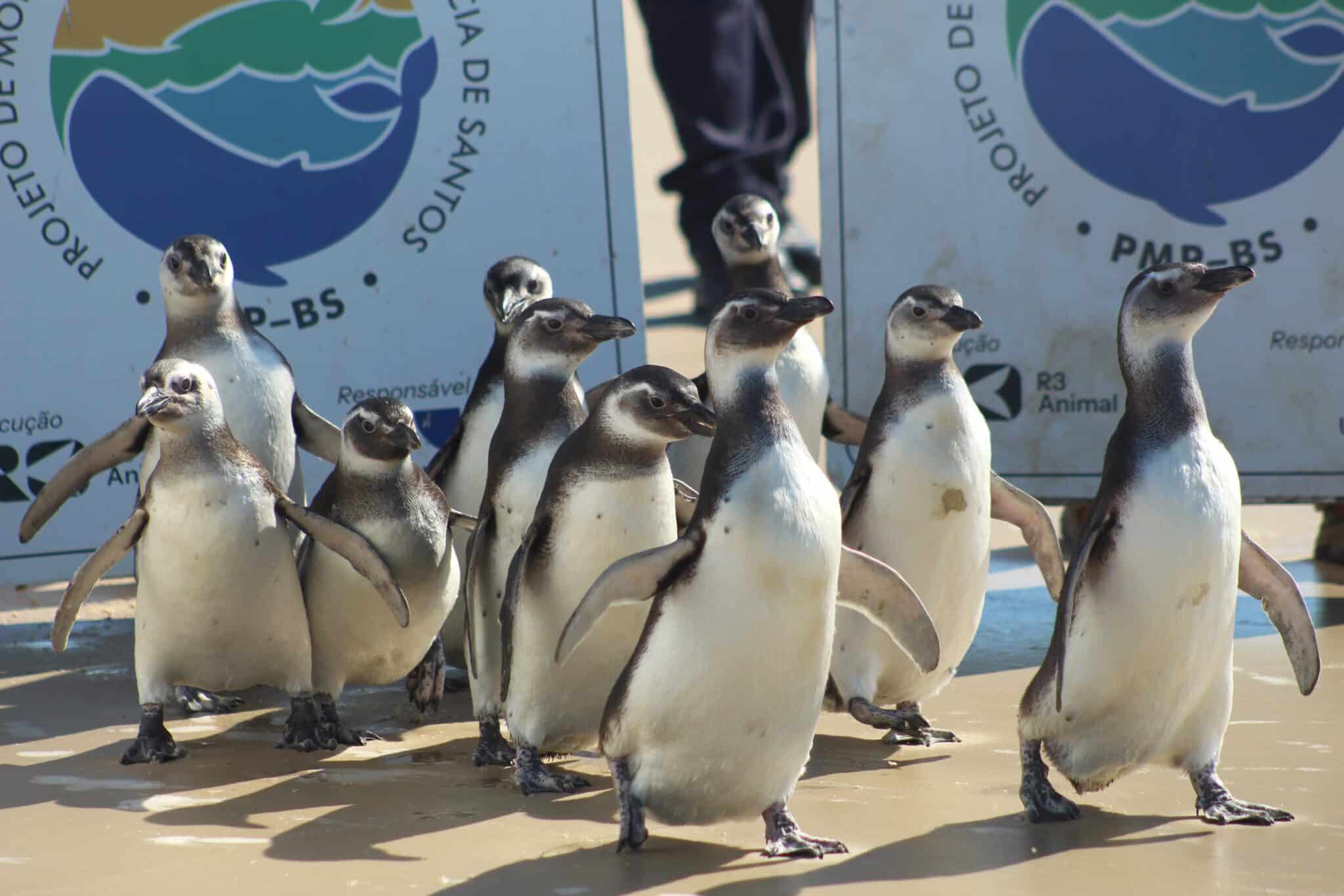 Associação R3 Animal em Florianópolis — foto 1