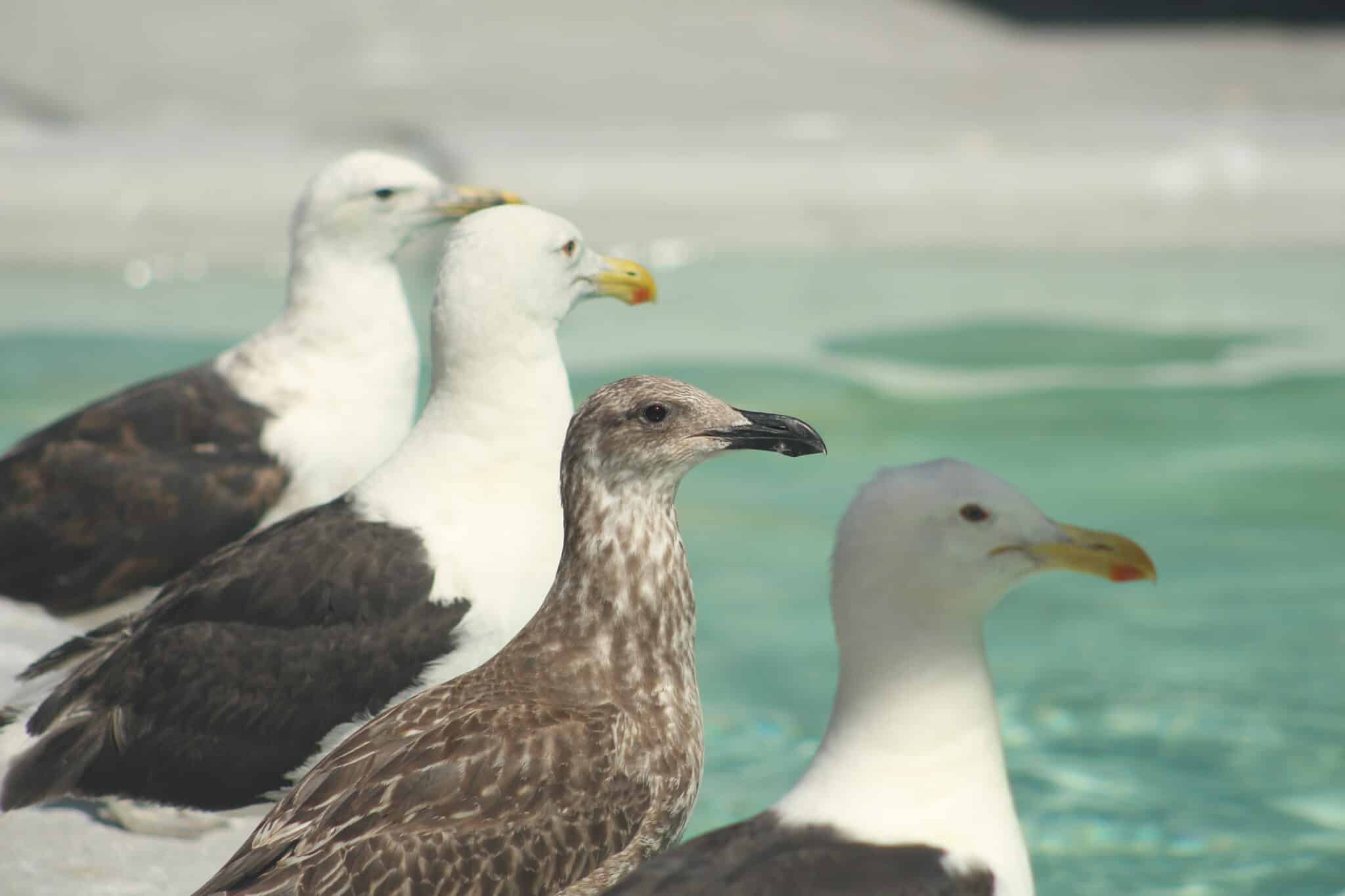 Associação R3 Animal em Florianópolis — foto 3