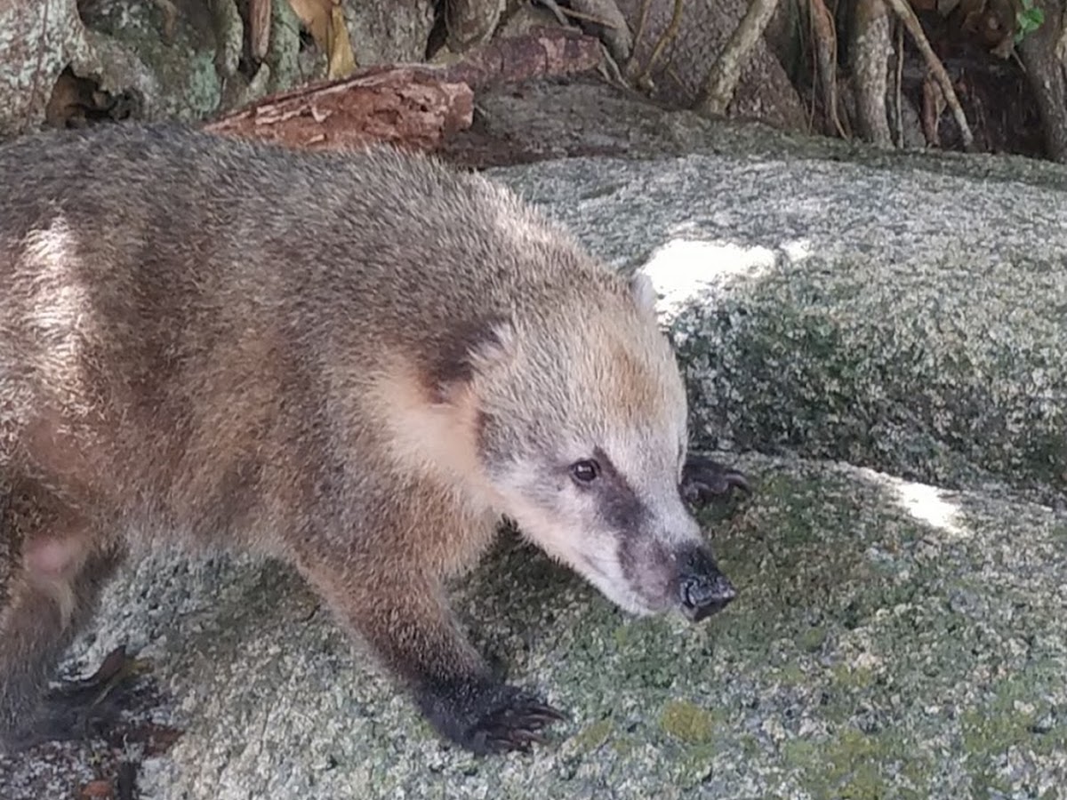 Aventura na Ilha Floripa em Florianópolis — foto 3