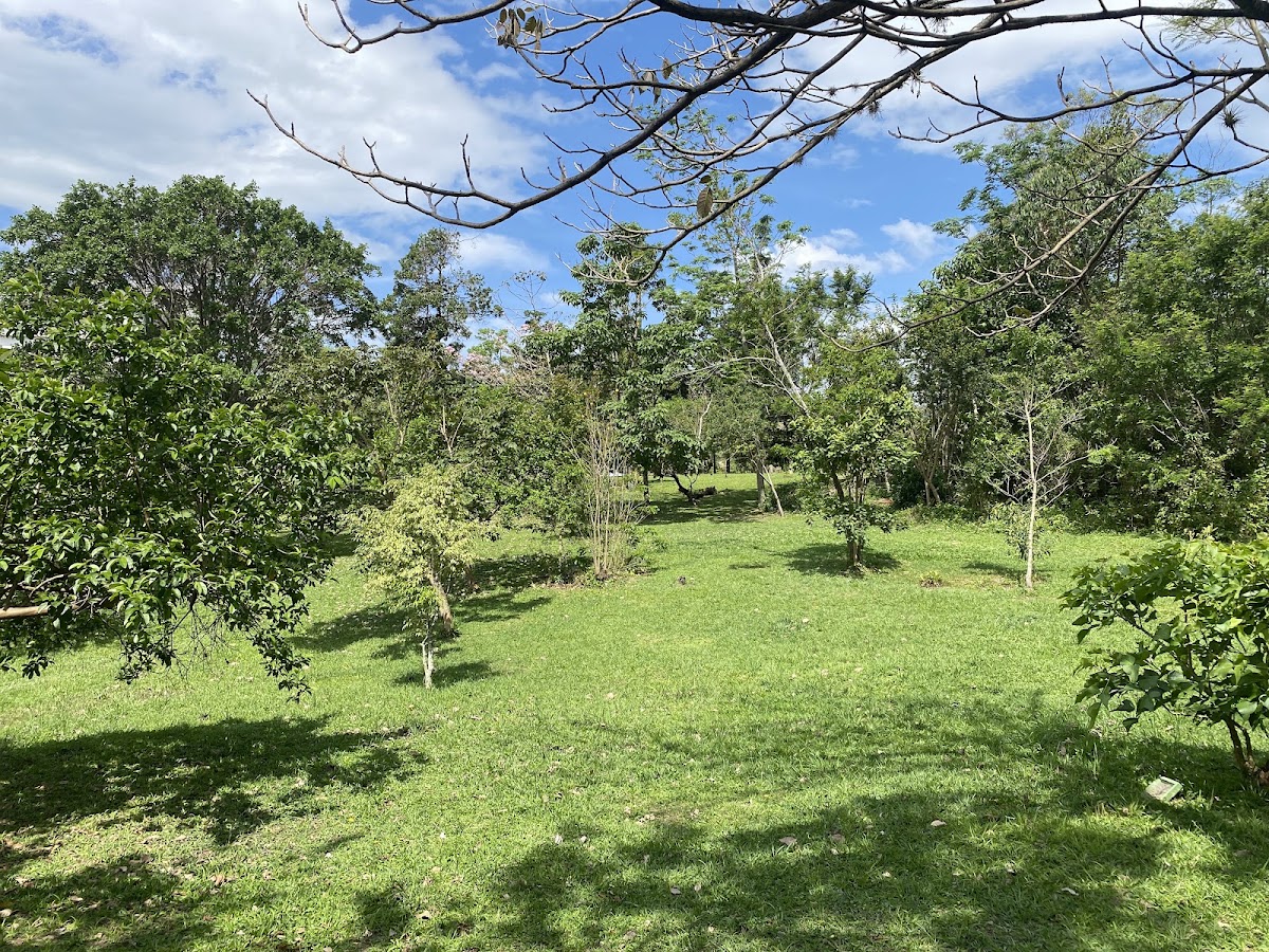 Bosque da UFSC em Florianópolis — foto 1