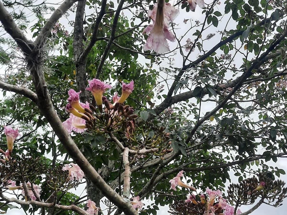 Bosque da UFSC em Florianópolis — foto 3