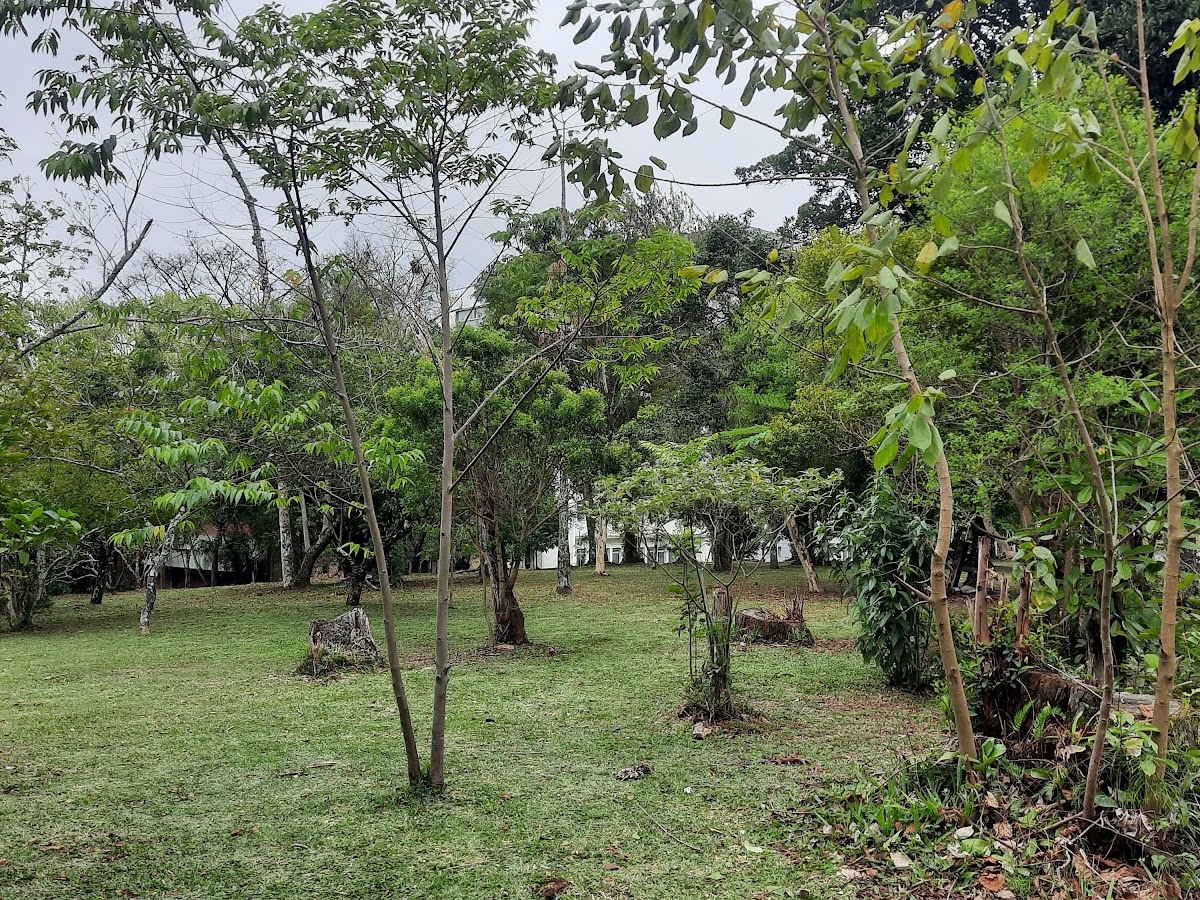 Bosque da UFSC em Florianópolis — foto 4