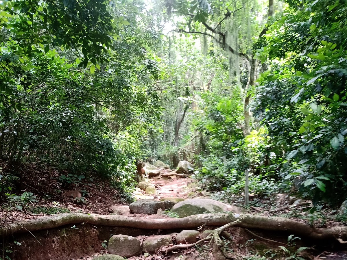 Caminho da Costa da Lagoa ao Canto dos Araçás em Florianópolis — foto 2
