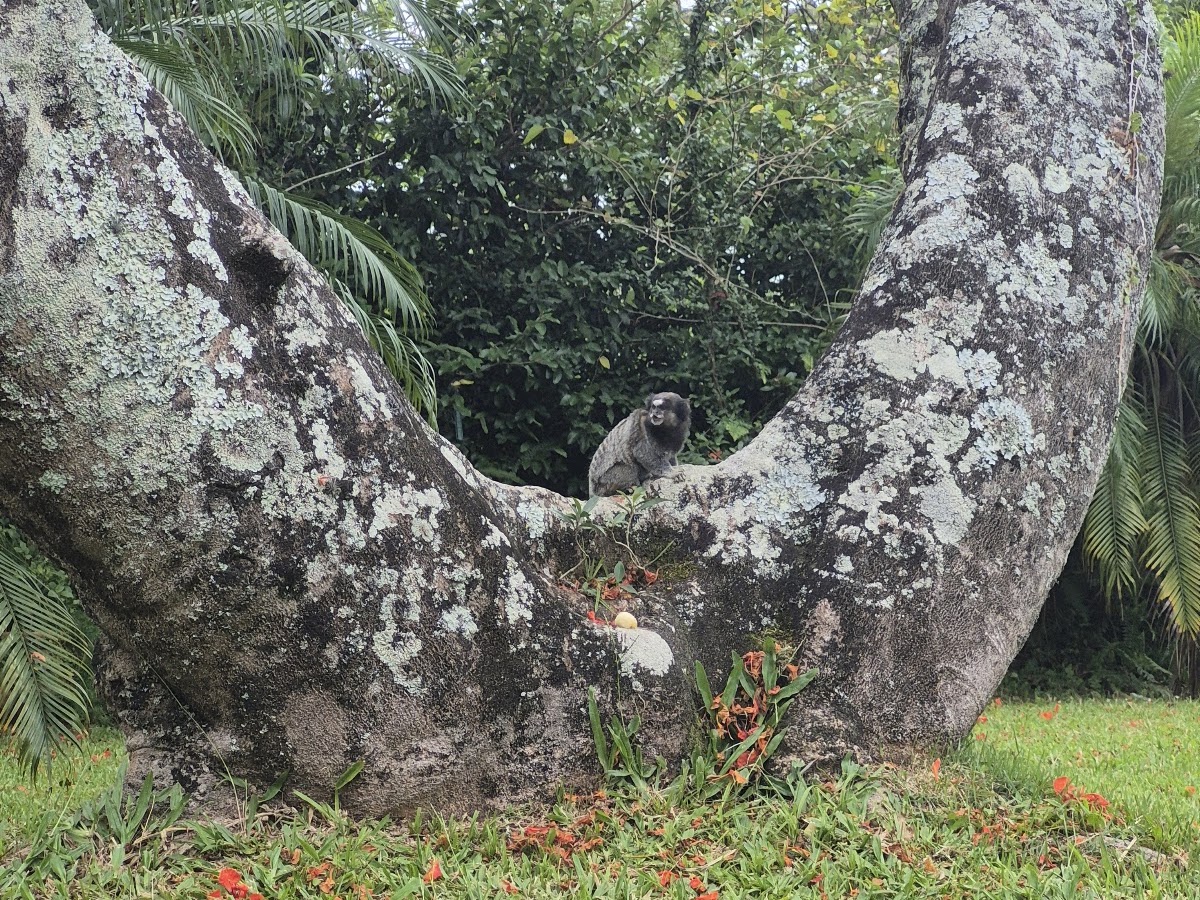 Casa Jardim Giselle em Florianópolis — foto 2