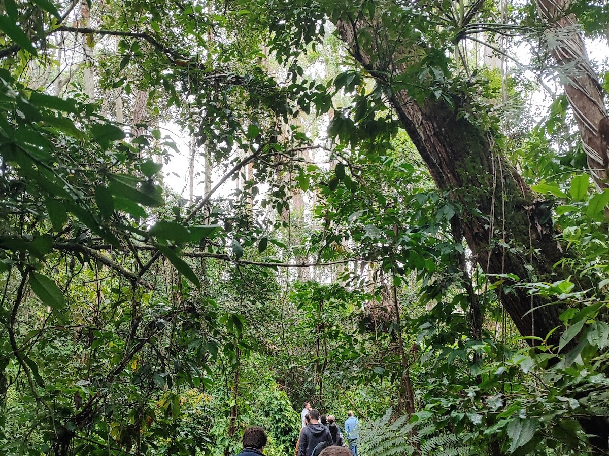 Cidade das Abelhas - UFSC em Florianópolis — foto 3