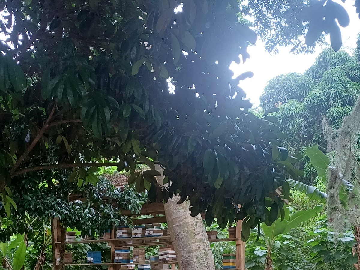 Cidade das Abelhas - UFSC em Florianópolis — foto 4