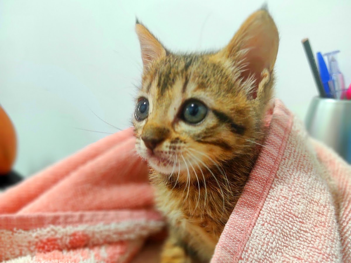 Clínica veterinária Rio Vermelho em Florianópolis — foto 3