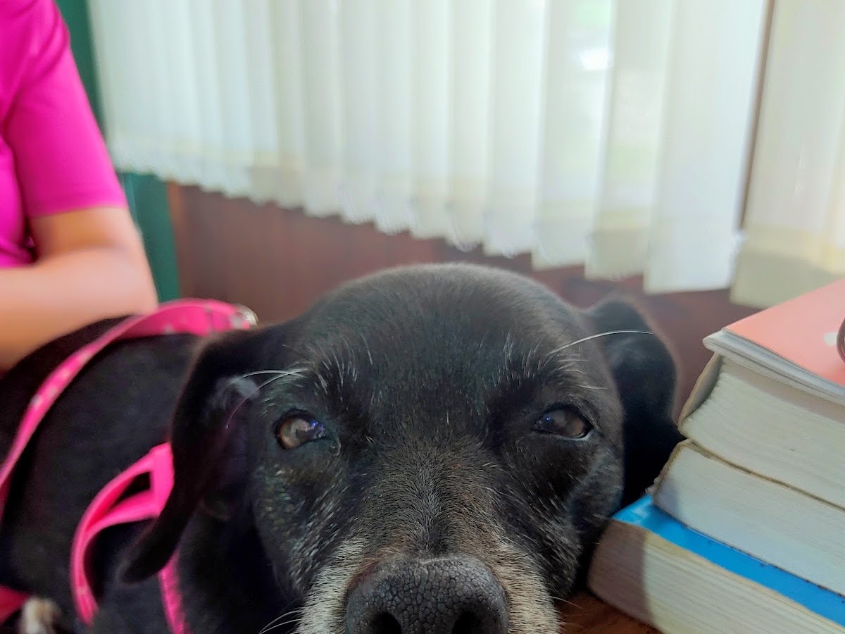 Clínica veterinária Rio Vermelho em Florianópolis — foto 4