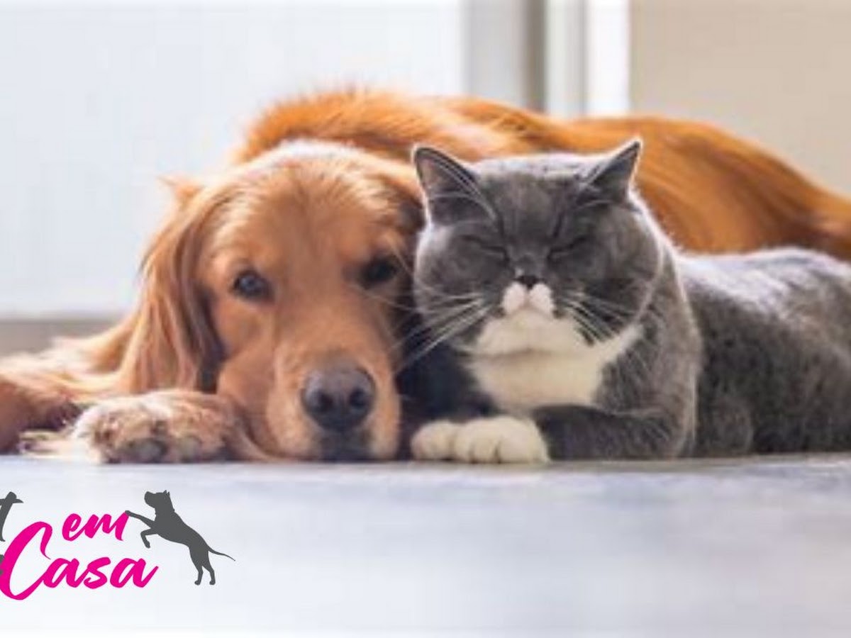 Foto da Clinica Veterinária Vet em Casa Floripa - Atendimento Veterinário a Domicílio - Campeche