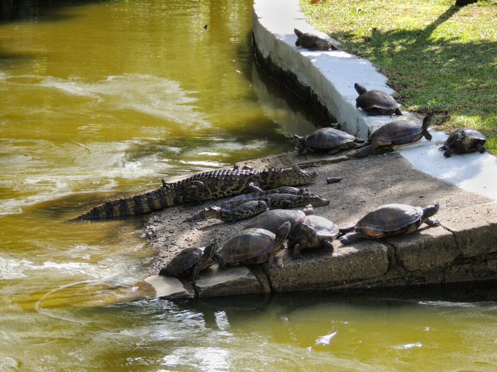 Corrégo Grande em Florianópolis — foto 2