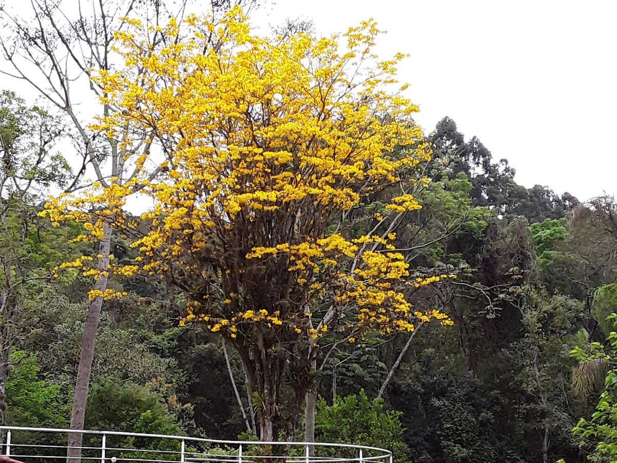 CVPI - Centro Vivencial para Pessoas Idosas em Florianópolis — foto 3