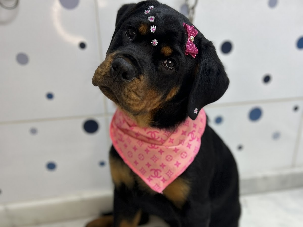 Foto da Dog Island Estética Canina