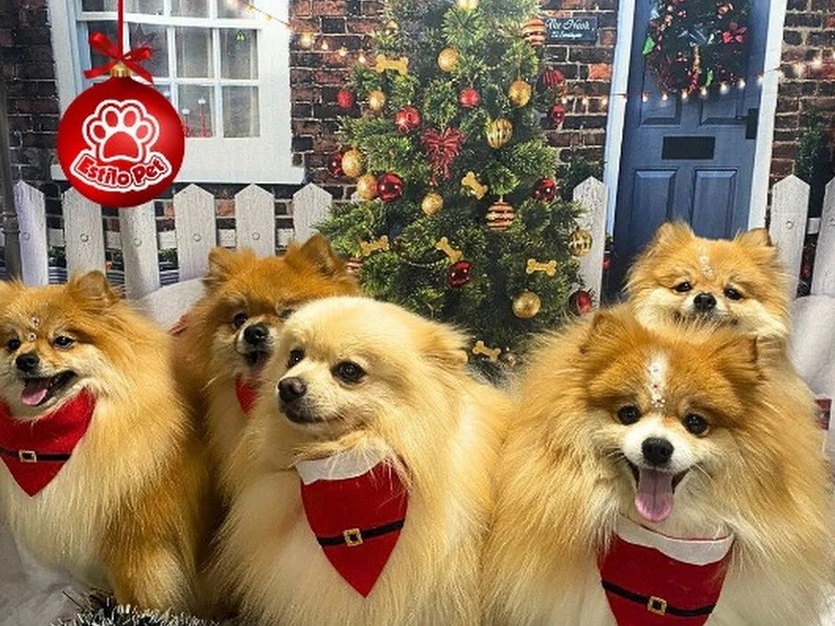 Estilo Pet Shop em Florianópolis — foto 4