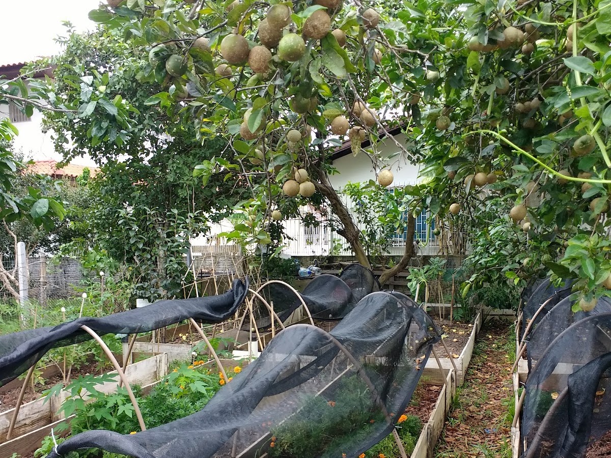 Foto da Horta comunitária da Daniela