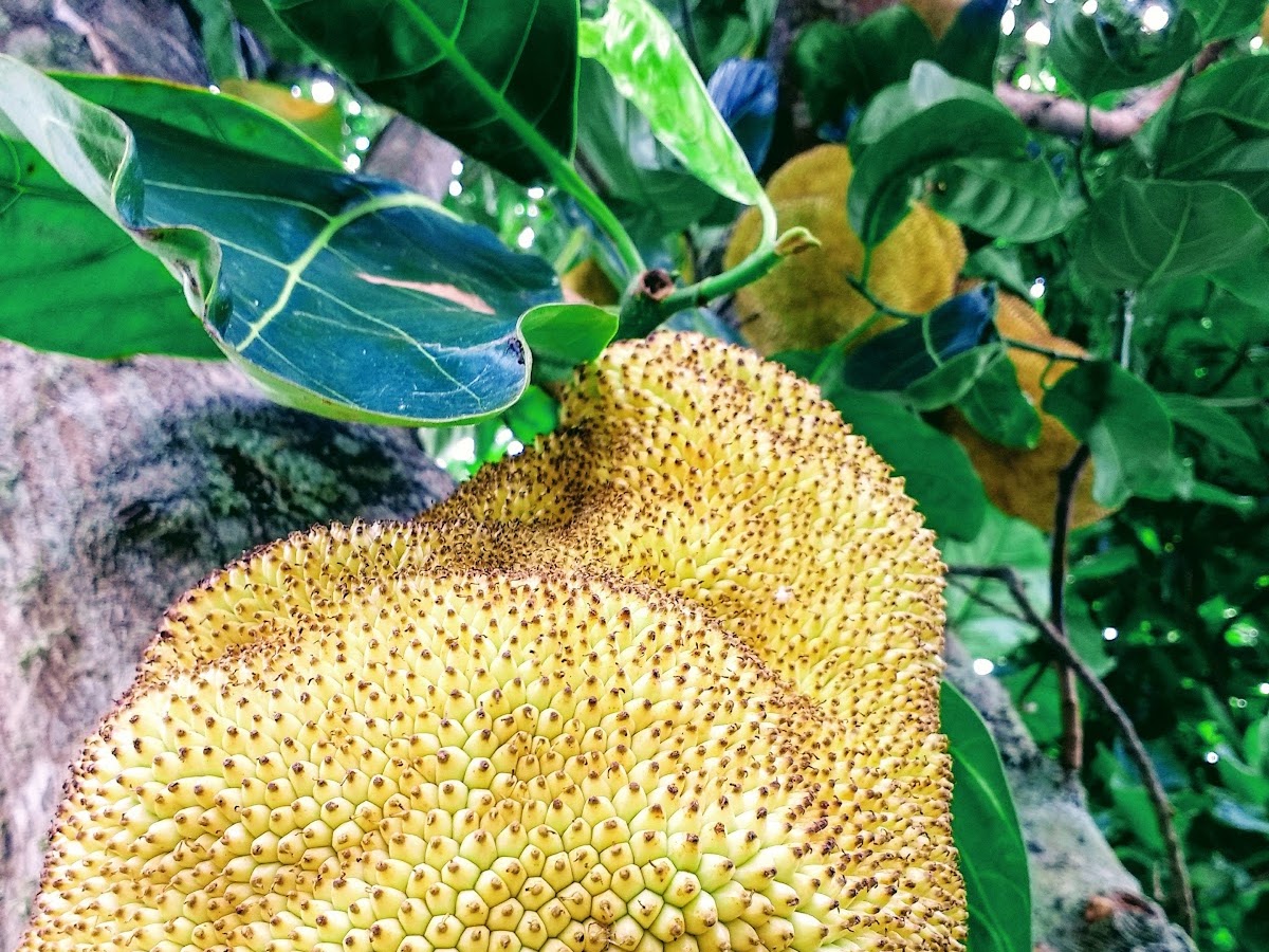 Horta comunitária da Daniela em Florianópolis — foto 2