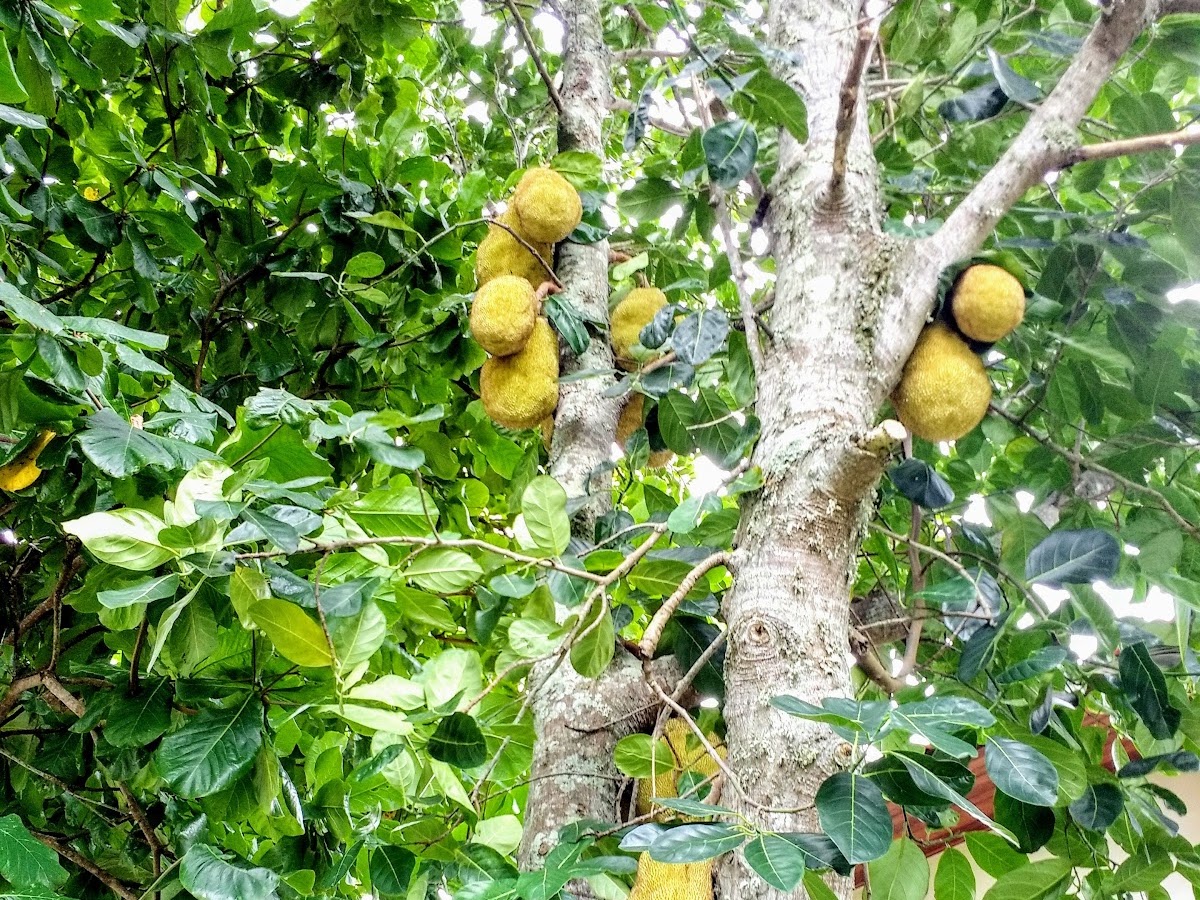 Horta comunitária da Daniela em Florianópolis — foto 4