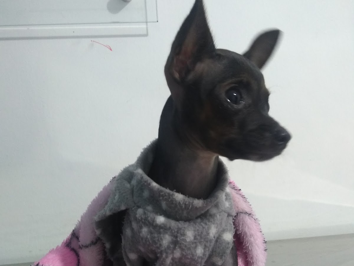 Hospital Veterinário 24h Santa Vida Agronômica - Florianópolis em Florianópolis — foto 4