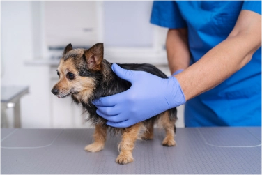 Hospital Veterinário Lovely Dog 24 horas em Florianópolis — foto 2