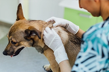 Hospital Veterinário Lovely Dog 24 horas em Florianópolis — foto 4