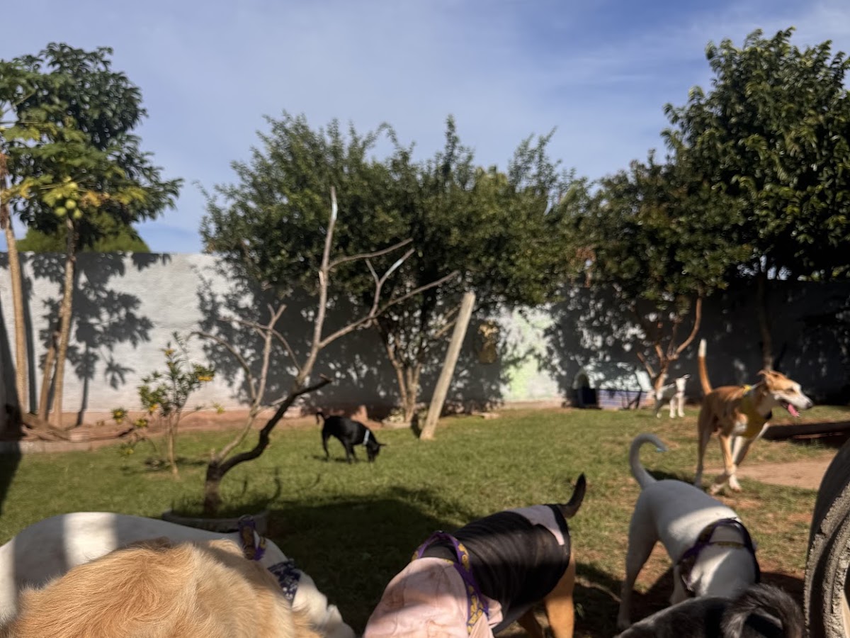 Foto da Ilha Dog House