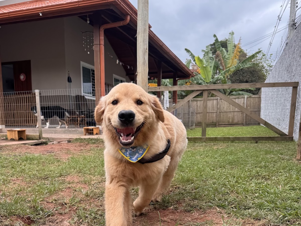 Ilha Dog House em Florianópolis — foto 1