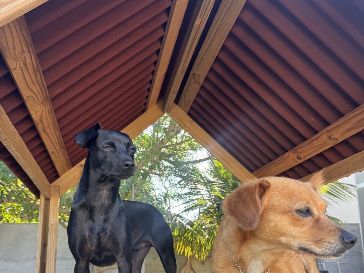 Ilha Dog House em Florianópolis — foto 2