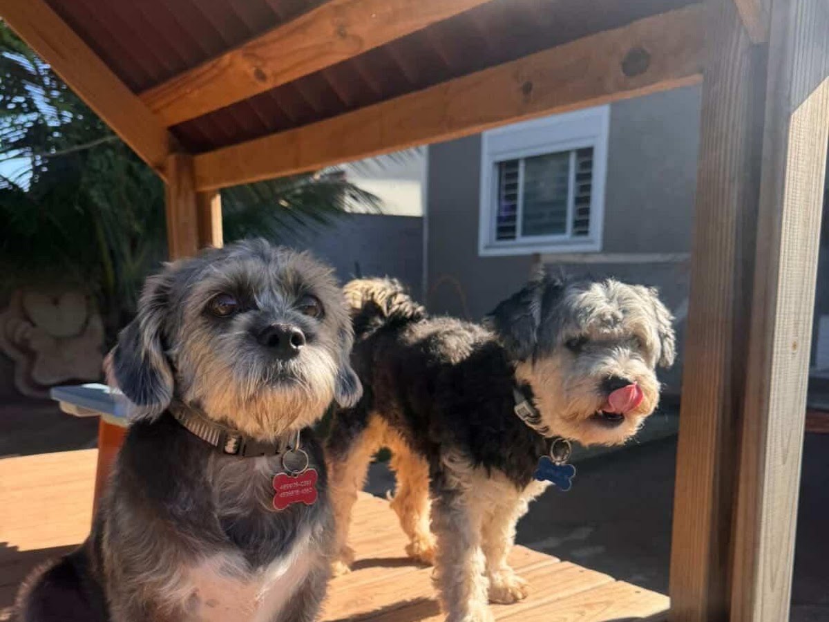 Ilha Dog House em Florianópolis — foto 3