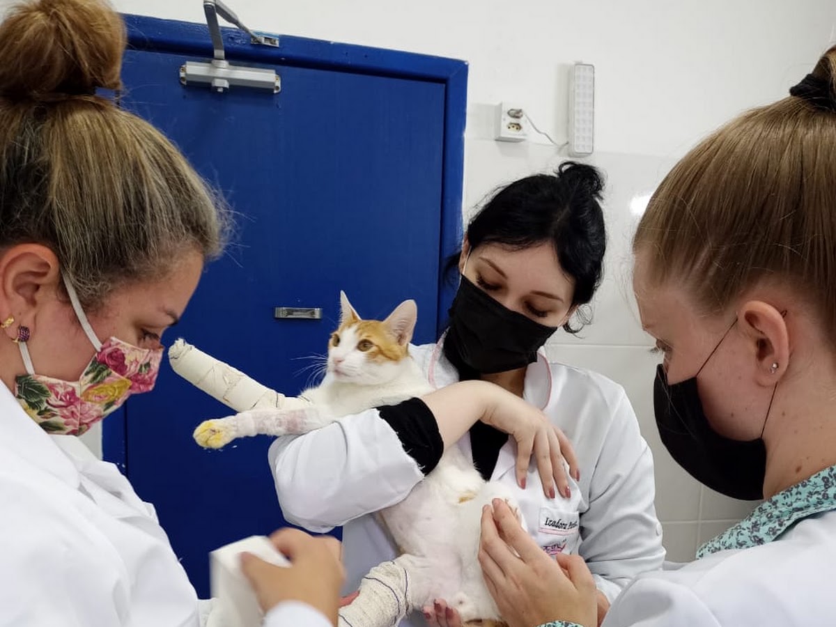 InstitutoVet em Florianópolis — foto 2