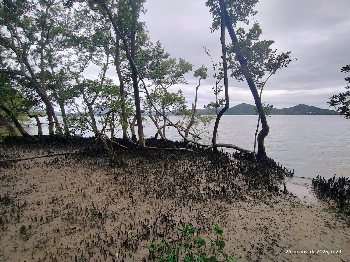 Jacares em Florianópolis — foto 3