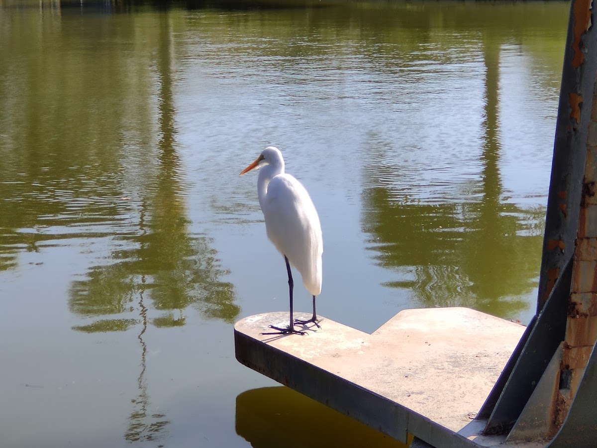 Lago da UFSC em Florianópolis — foto 2