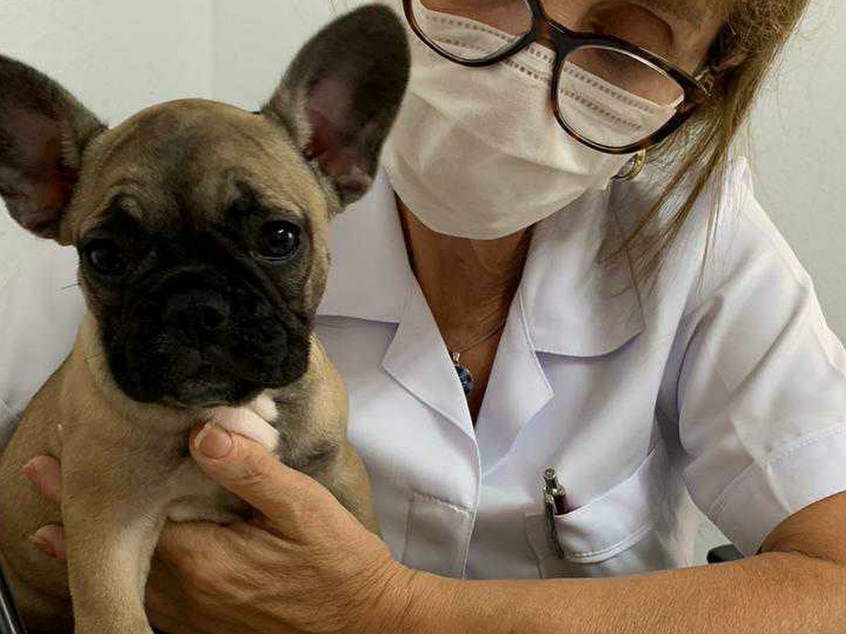 Med Cão Clínica Veterinária em Florianópolis — foto 2