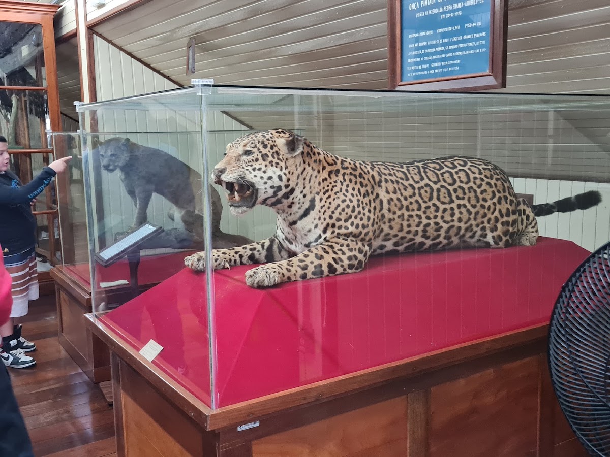 Museu do Homem do Sambaqui em Florianópolis — foto 2