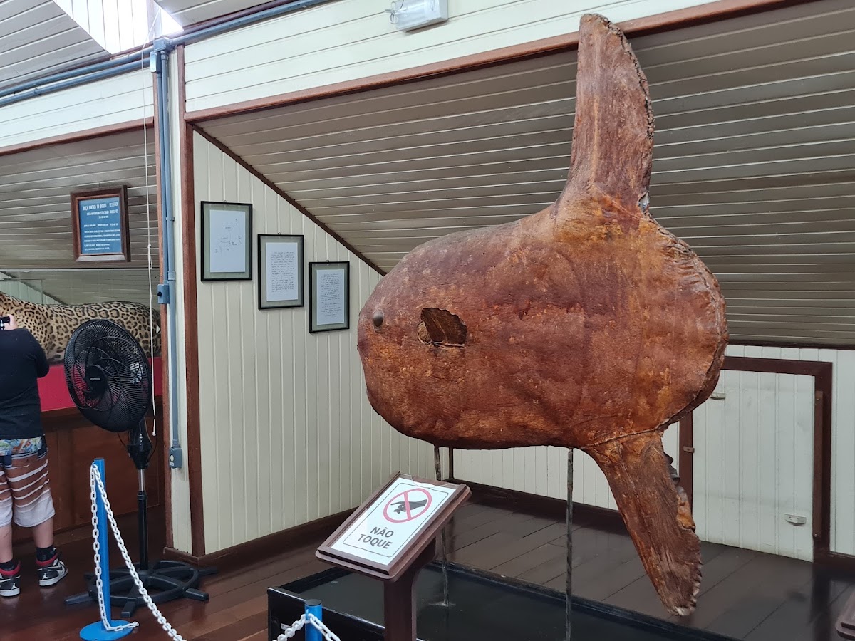 Museu do Homem do Sambaqui em Florianópolis — foto 3