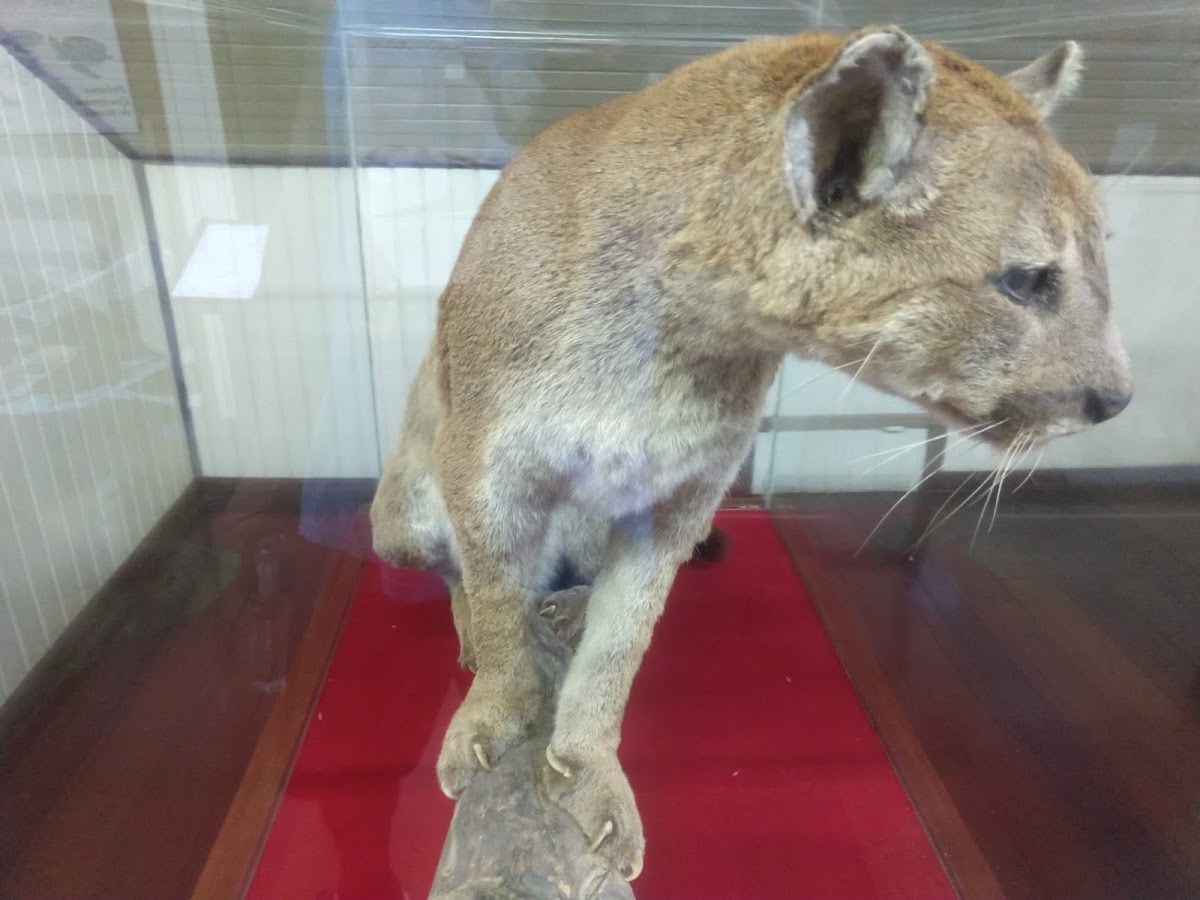 Museu do Homem do Sambaqui em Florianópolis — foto 4