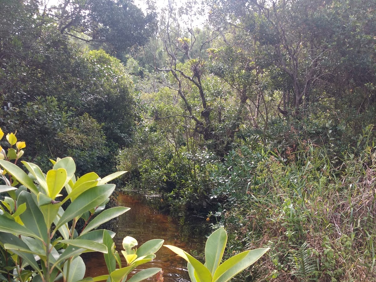 Nascente do Rio Vermelho em Florianópolis — foto 3