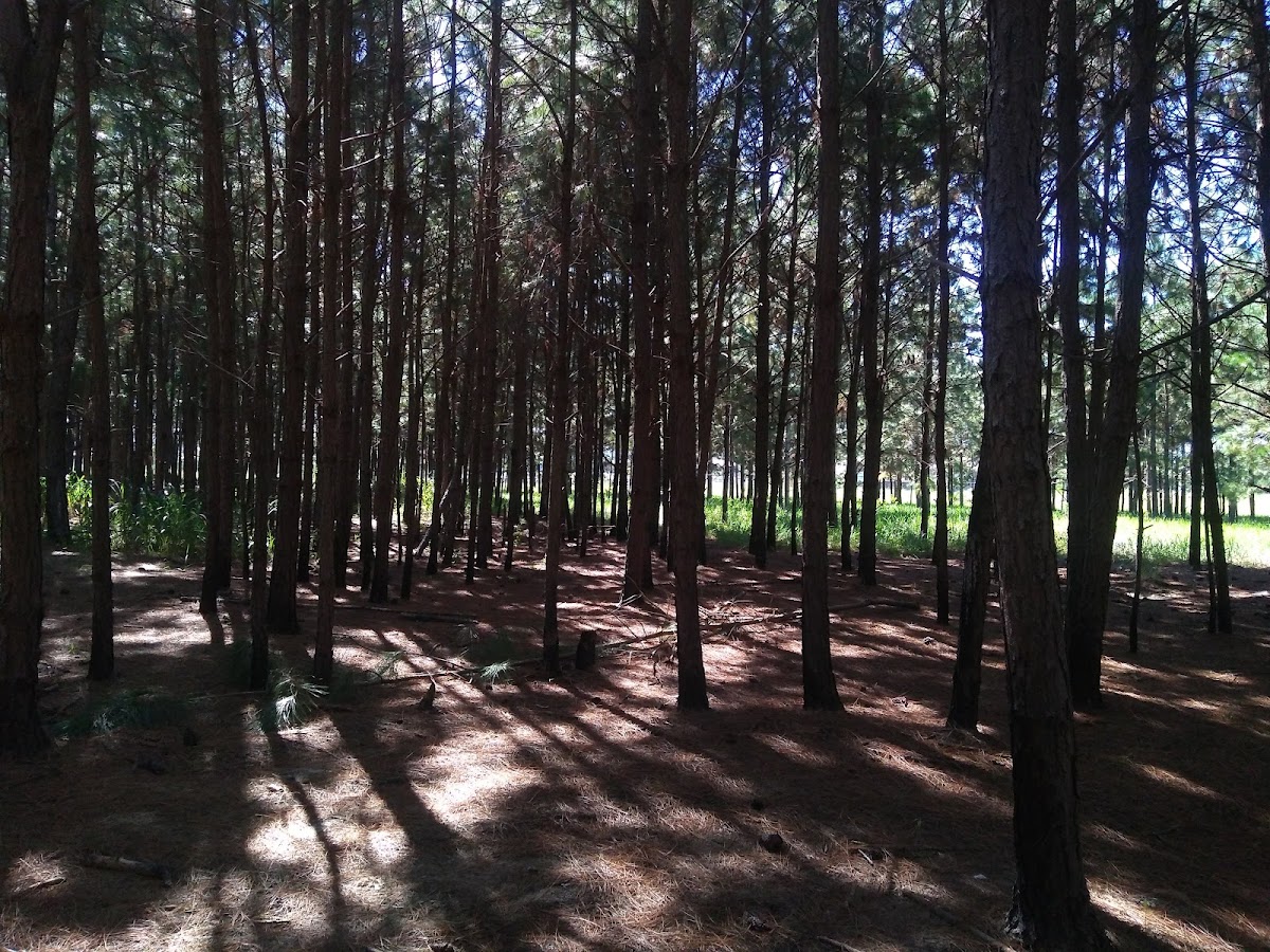 Pacuca - Parque Cultural do Campeche em Florianópolis — foto 2