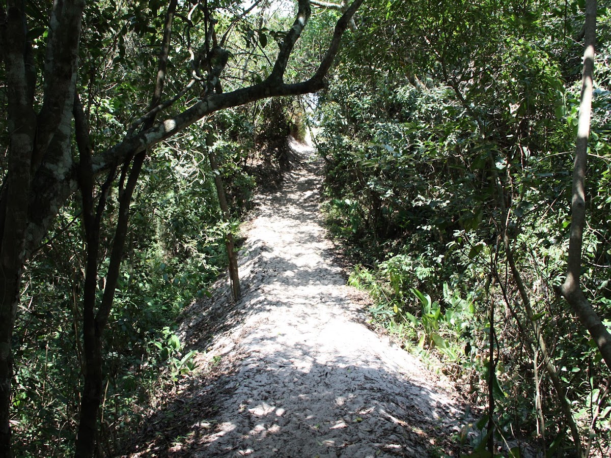 Parque das Dunas e Trilha para a Praia em Florianópolis — foto 4