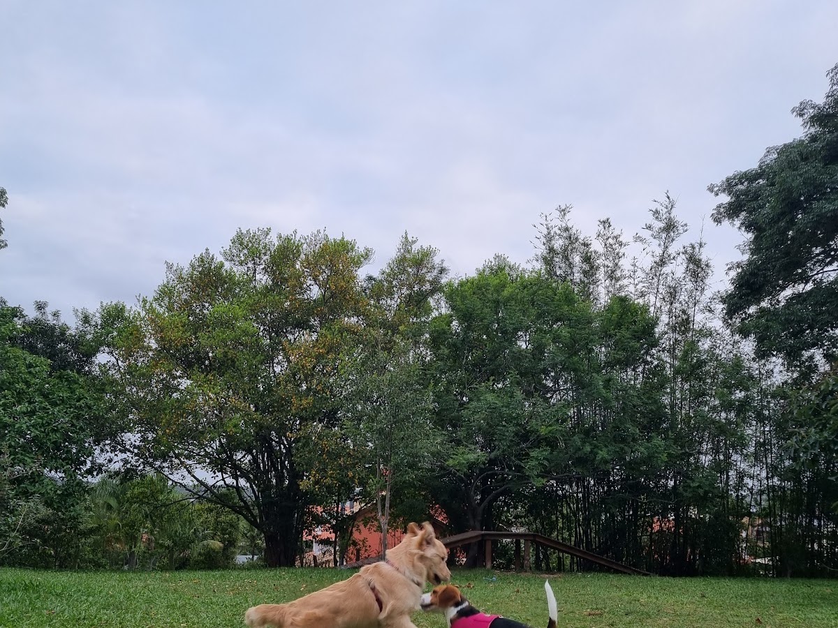 Parque de Cães Aumigos em Florianópolis — foto 2
