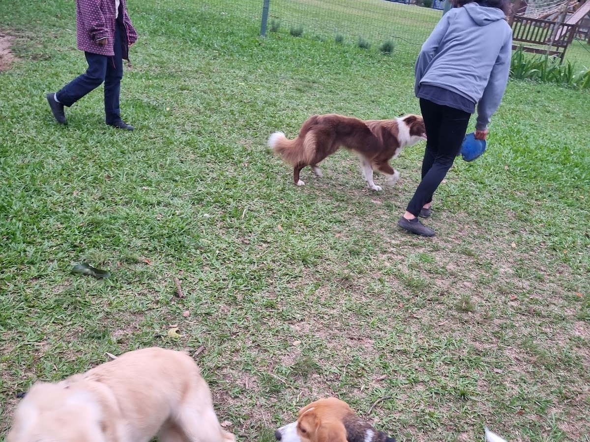 Parque de Cães Aumigos em Florianópolis — foto 3