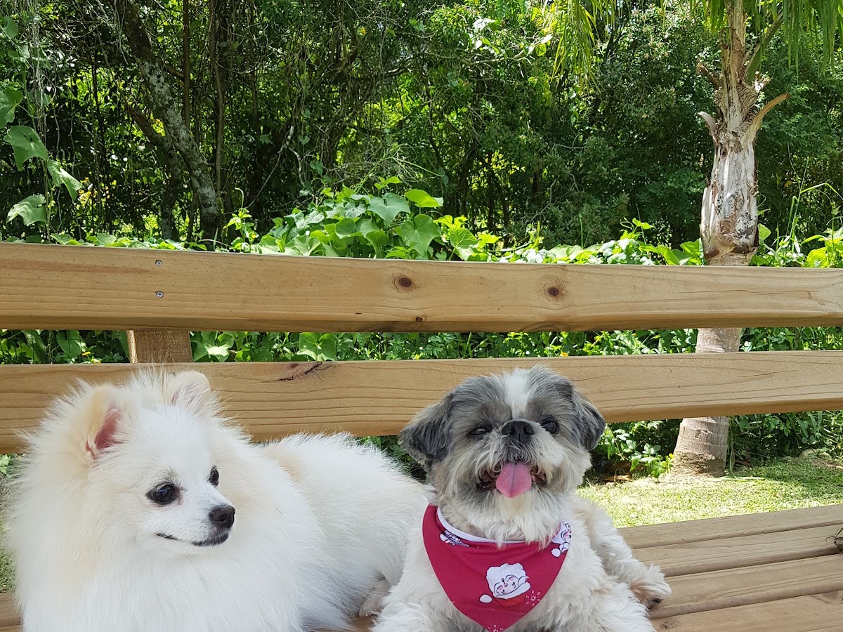 Parque de Cães em Florianópolis — foto 1