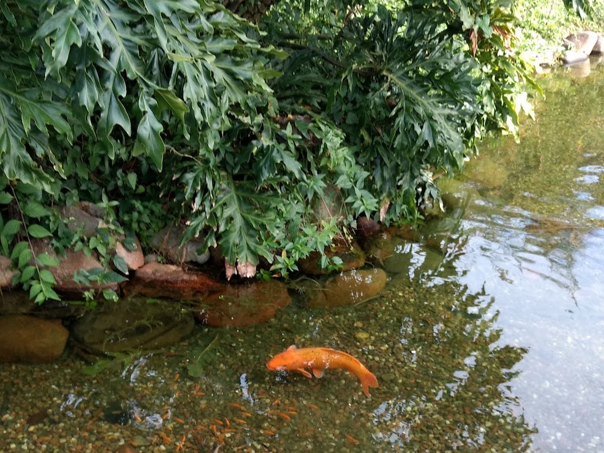 Parque do Lamim em Florianópolis — foto 3