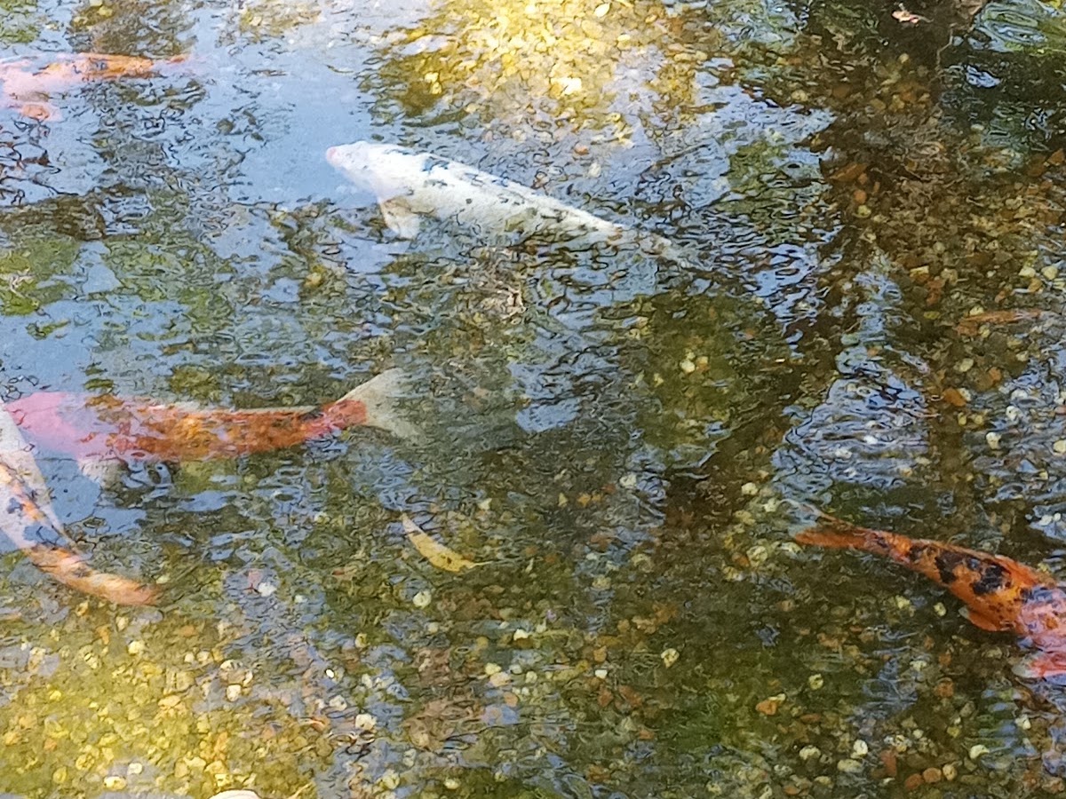 Parque do Lamim em Florianópolis — foto 4