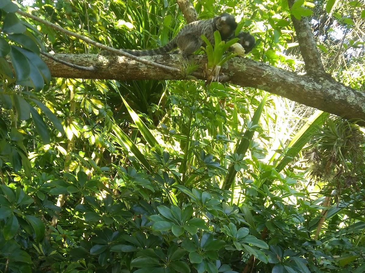 Parque dos Curumins em Florianópolis — foto 3