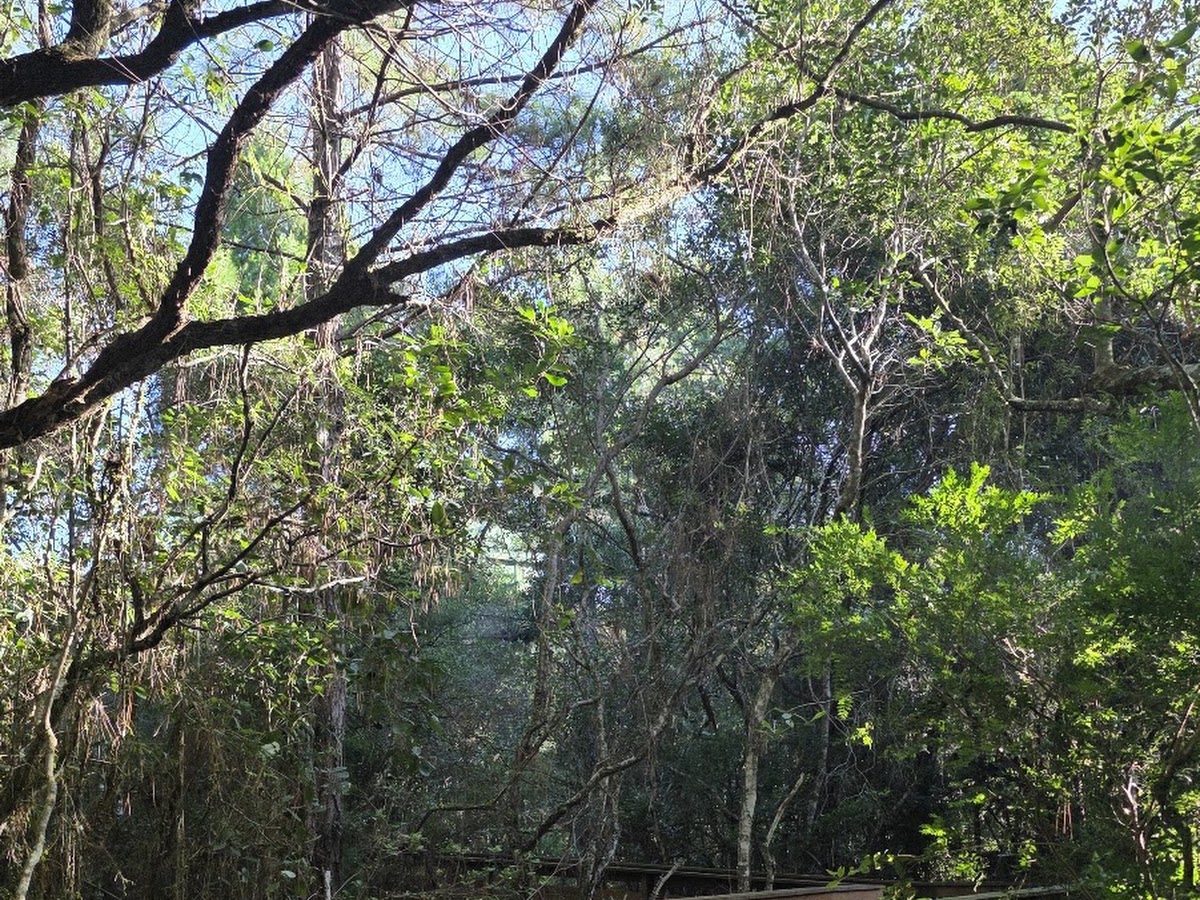 Parque Estadual do Rio Vermelho em Florianópolis — foto 4