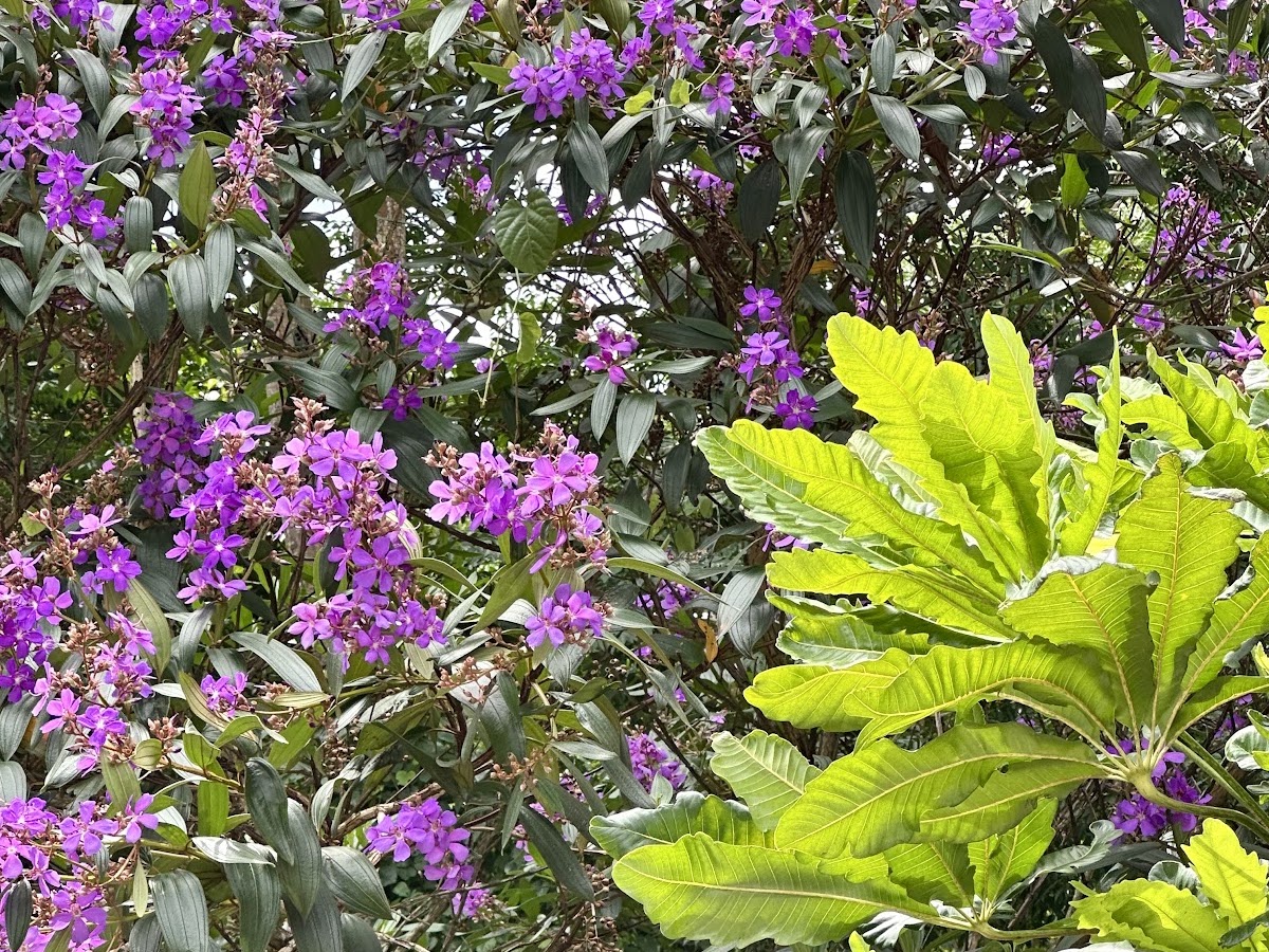 Parque Linear Córrego Grande em Florianópolis — foto 2