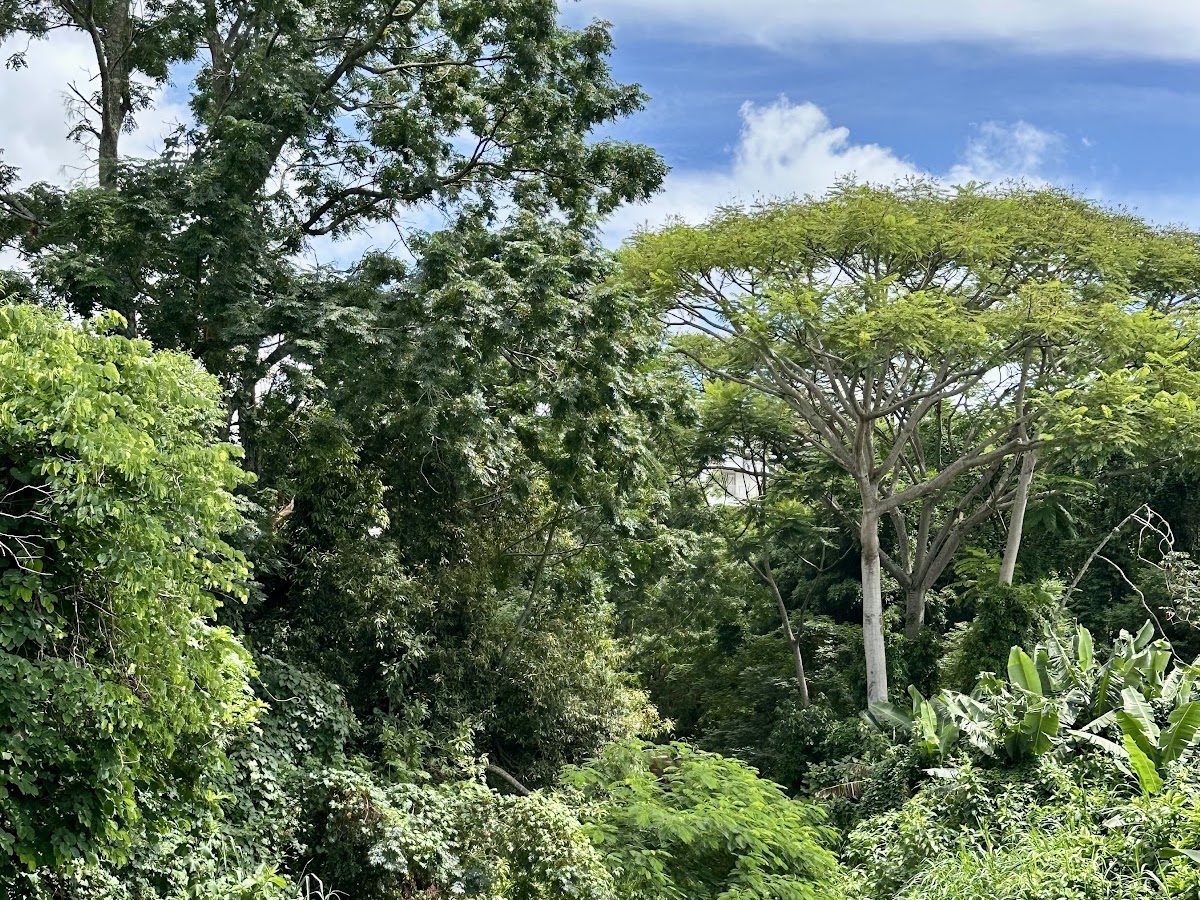 Parque Linear Córrego Grande em Florianópolis — foto 3