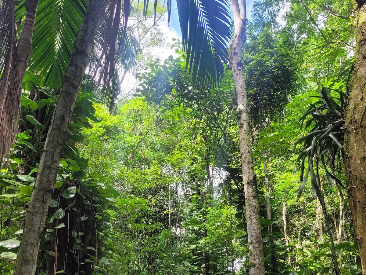 Parque Municipal Córrego Grande em Florianópolis — foto 1