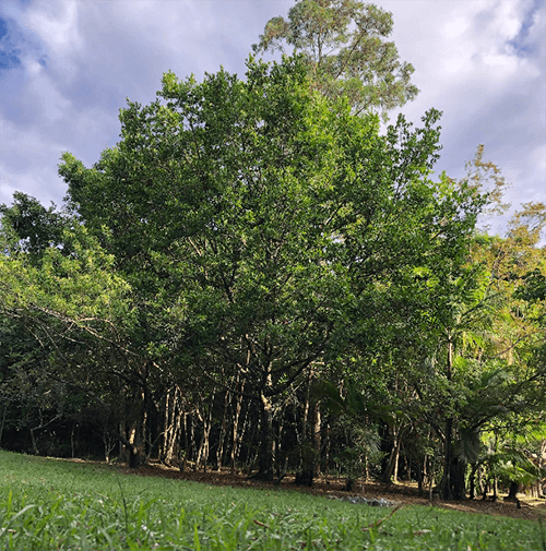 Parque Municipal do Córrego Grande em Florianópolis — foto 2